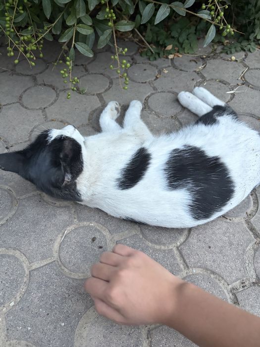 Найдена кошка, очень ласковая