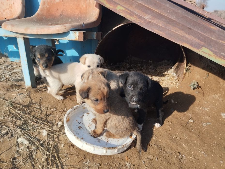 Щенки кабели домашние звоночки.Родители маленькие