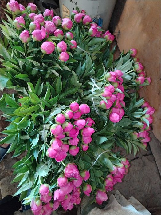 Pion kochat sotaman dexqonchili