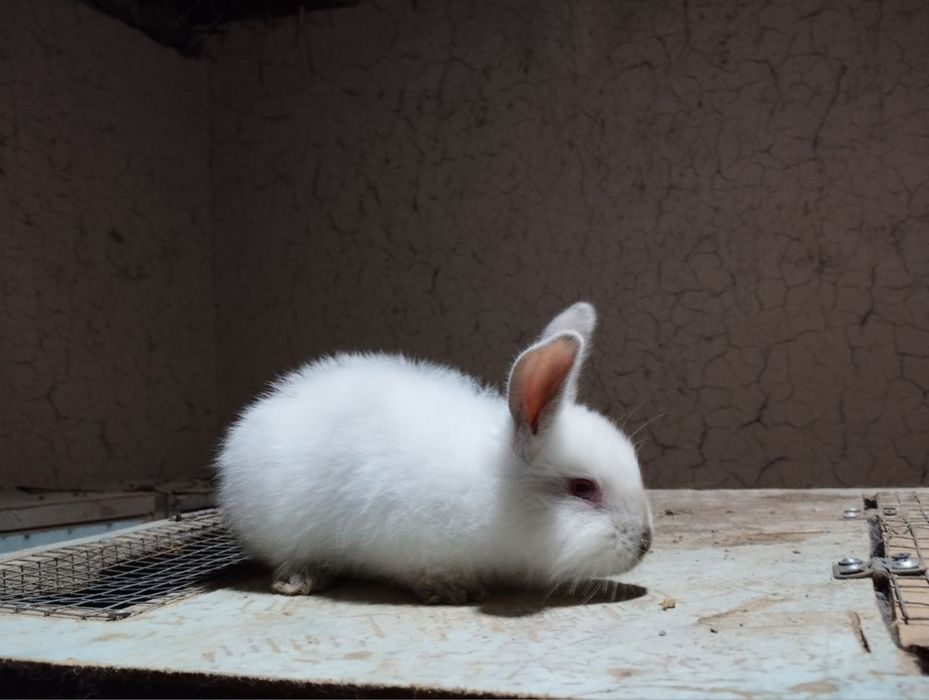 Қуйон калифорния хамда полтовской серебро