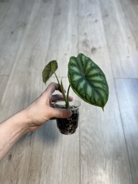 Детки алоказий разные