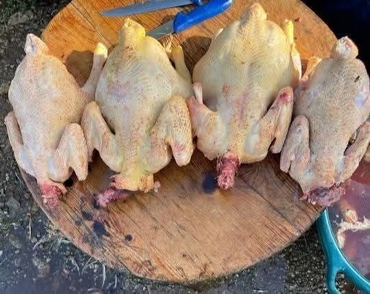 Pui albi de carne și găini albe de carne
