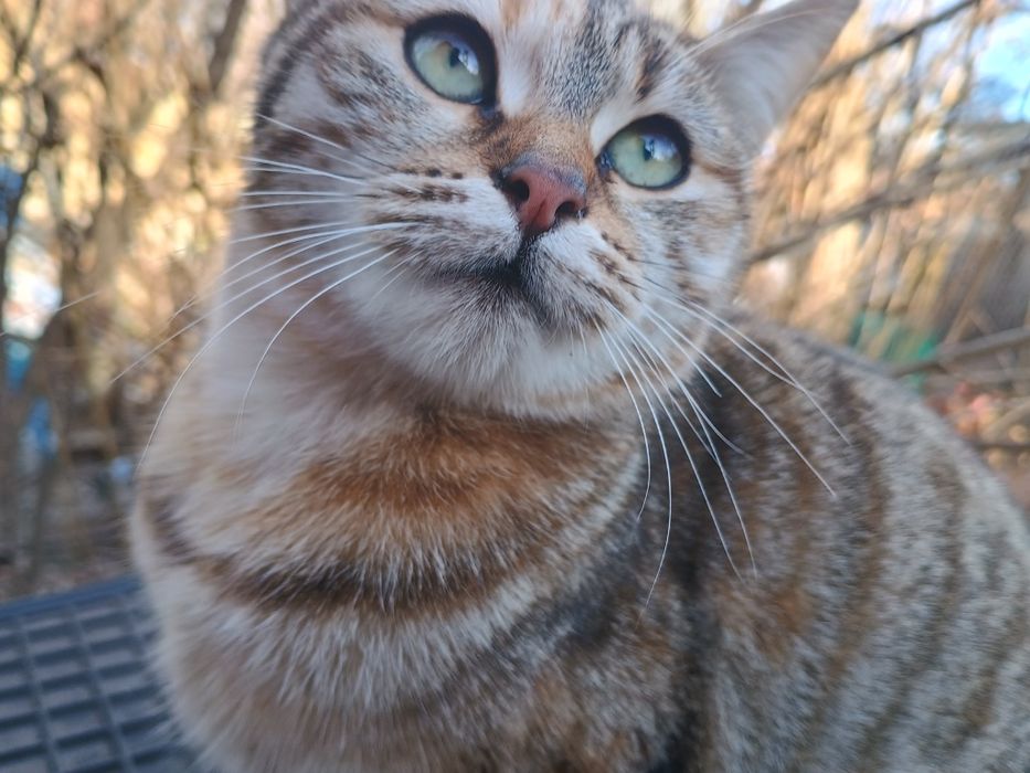 Подарявам женско коте