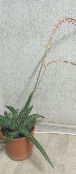 Редкое алоэ, гастералоэ Авео