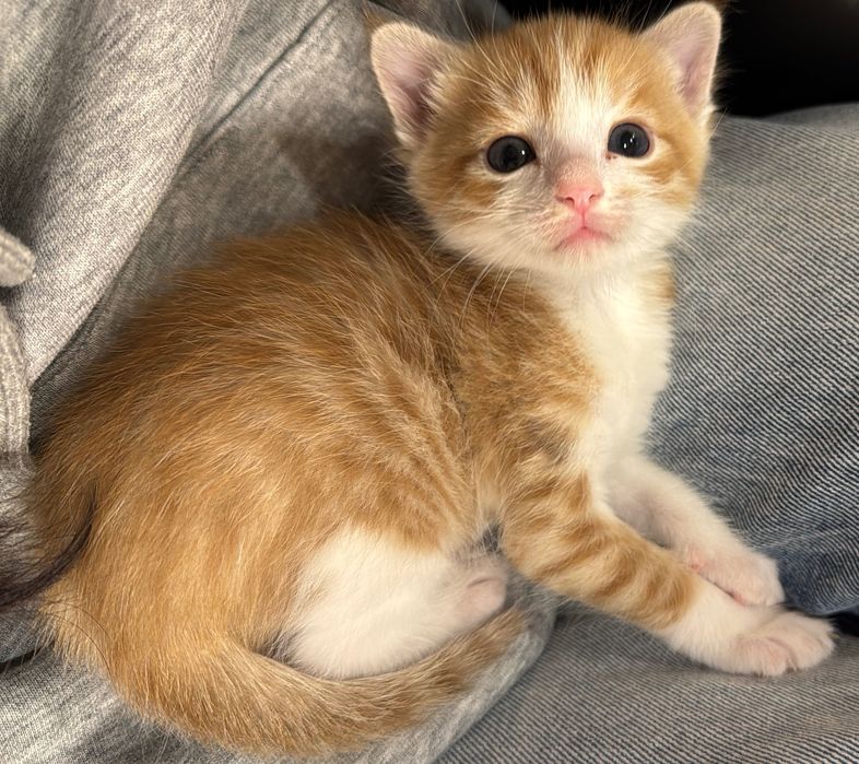 Котенок крысолова