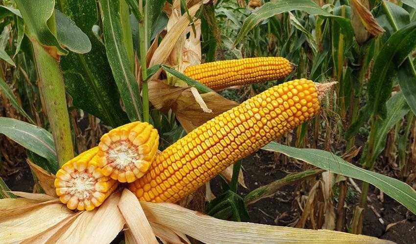 Семена кукурузы, люцерны, подсолнечника