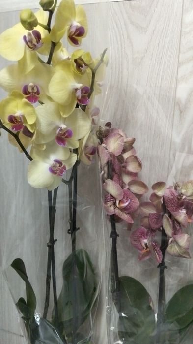 Продам орхидея сортовые