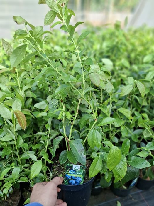 Американска боровинка в саксия вече в плододаване