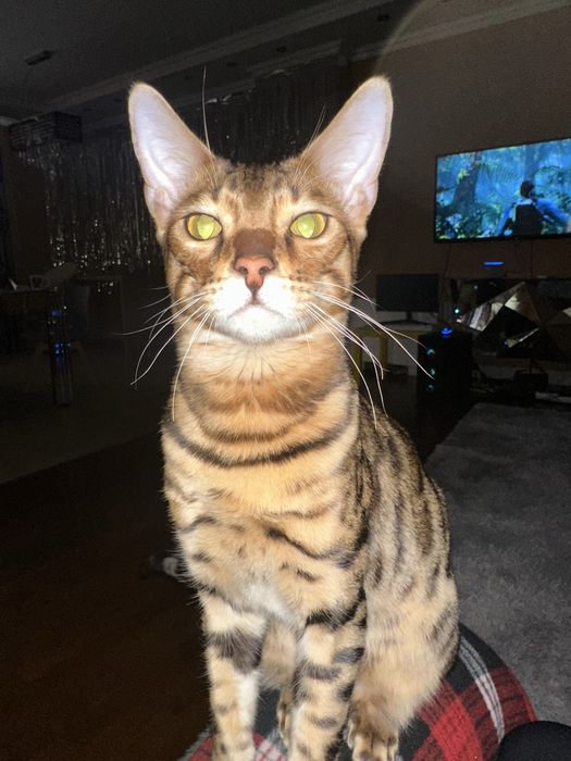 Котик бенгальский бесплатно (только в квартиру)