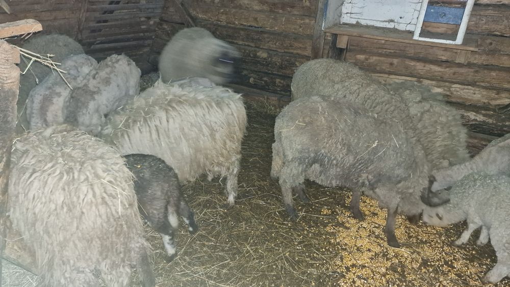 Berbeci si oi cu miei de vânzare