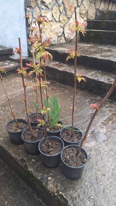 Продавам декоративен храст Сорбария (Sorbaria)