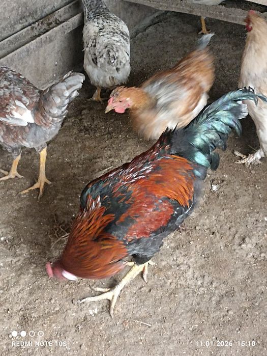 Хурозлар сотилади