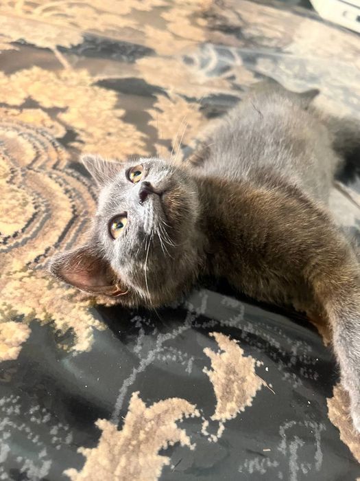 Zotdor mushuk sotiladi