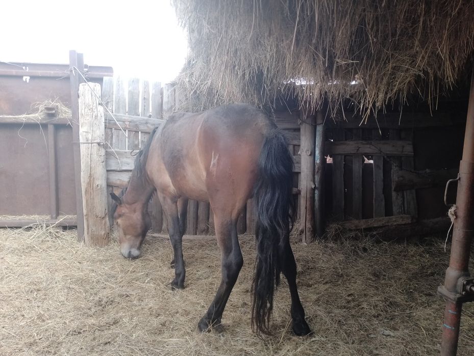 Жылқы сатылады құнан