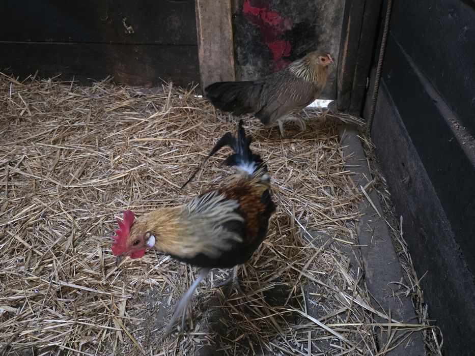 Pereche Phoenix gat galben, gaini