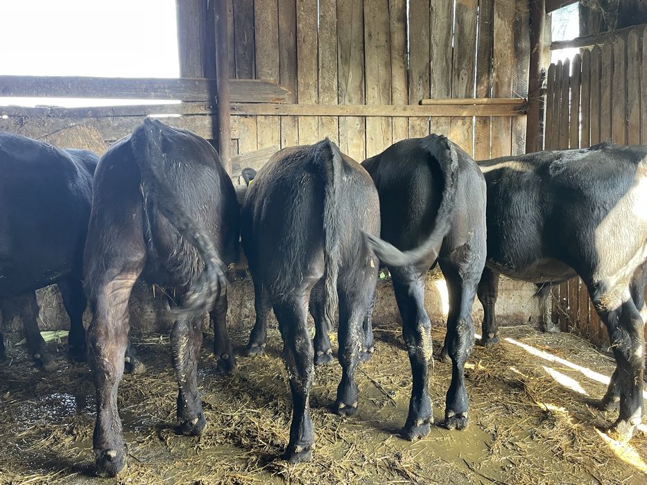 5 taurasi angus 1100 kg