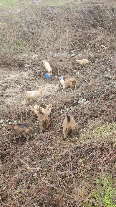 Vând  4 capre la a doua fatare,4 iede la prima fatare si una nu are !