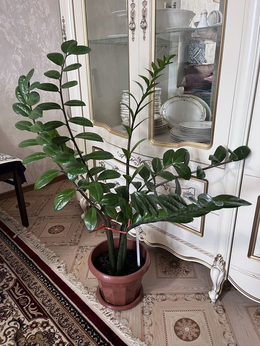 Долларовое дерево