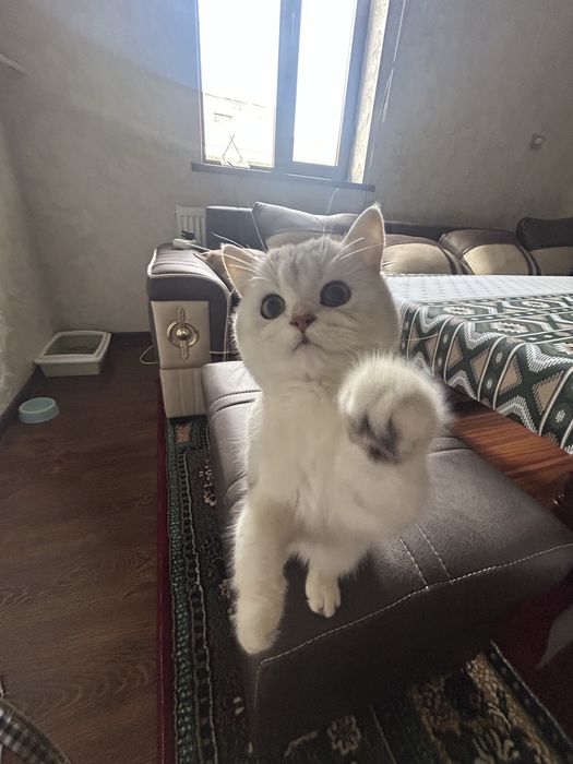 Серебристя Шиншилла