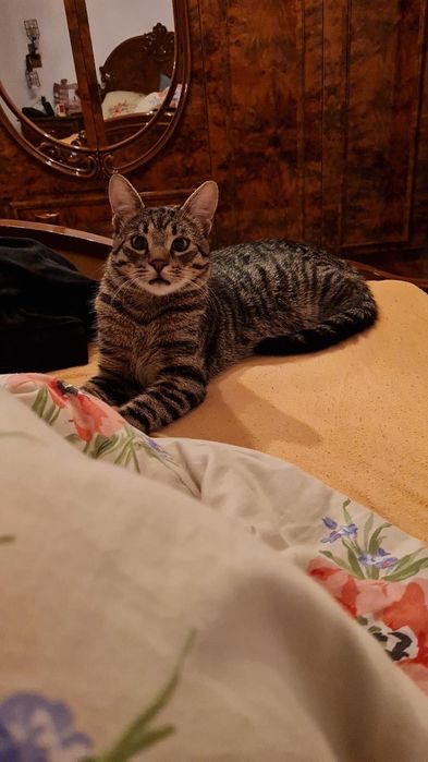 Motanel pentru adoptie