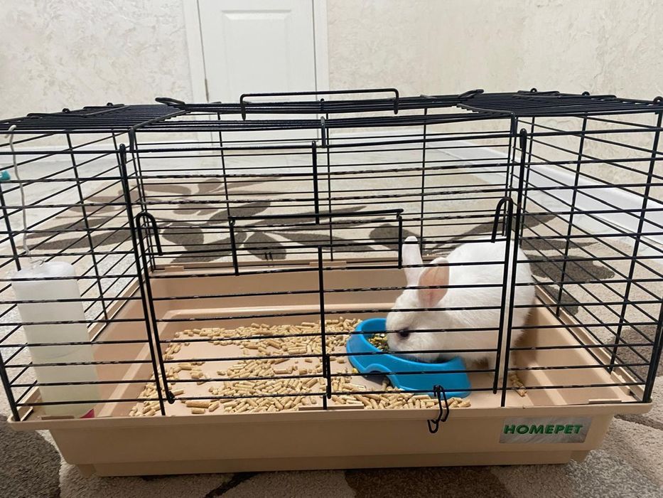 Кролик,белый,пушистый