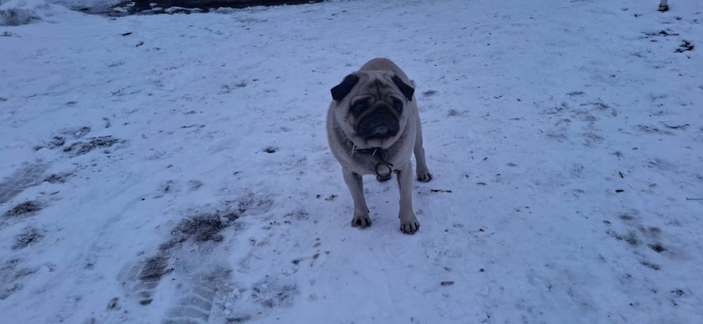 Собака порода мопс