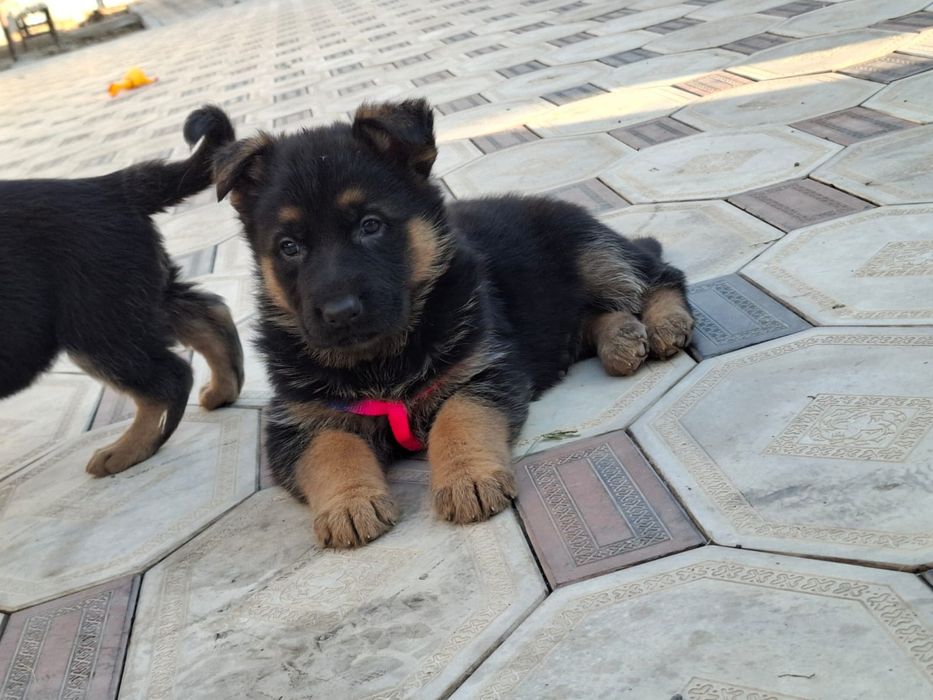 Продаётся овчарки