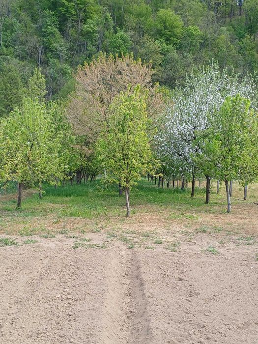 Loc de casă cu grădină, loc. Toc, jud. Arad