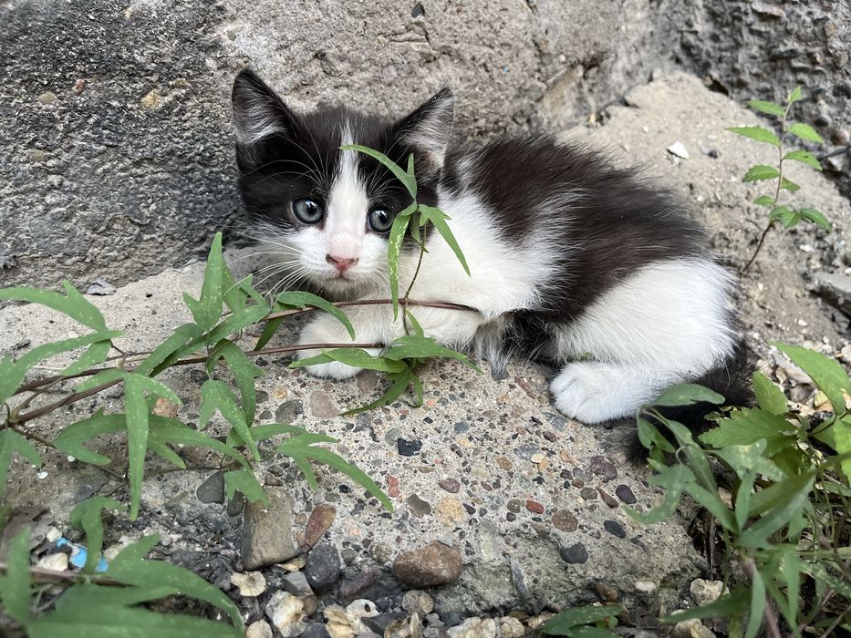 Отдам котят в хорошие руки