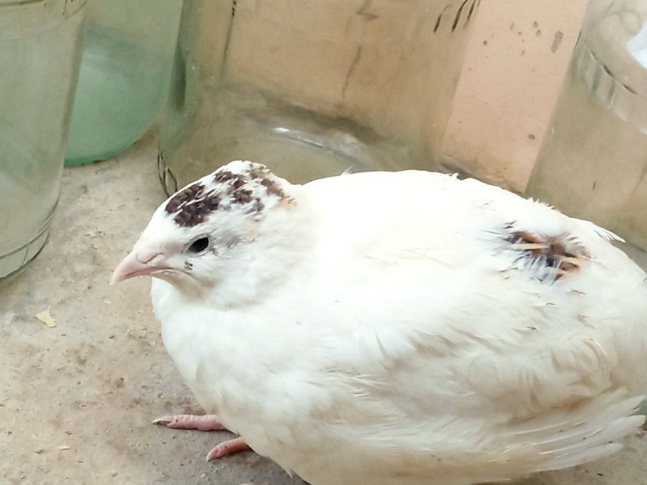 Бедана суйилади  230,270гр гача суйиб тозаланиб берилади