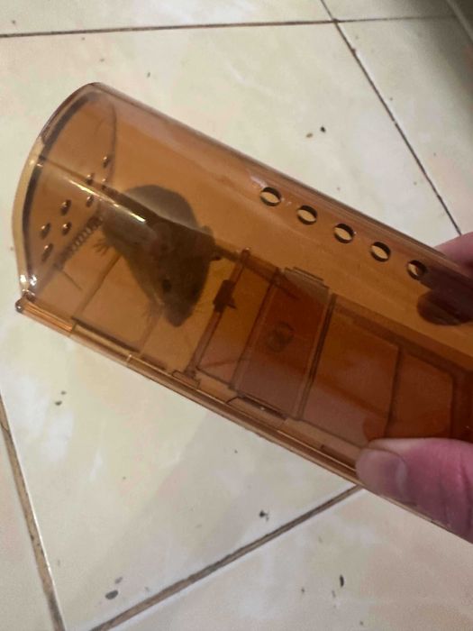 Мышеловка  Комплект 2 шт или 1 шт (Sichqon)