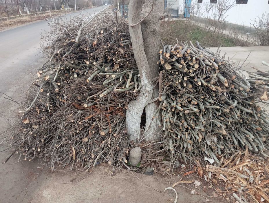 Утин ўтин oʻtin utin сотилади