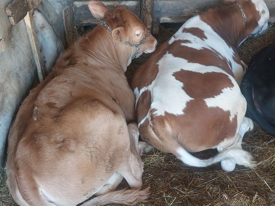 VIȚEI DE VÂNZARE 4 bucăți 2 masculi 2 femele