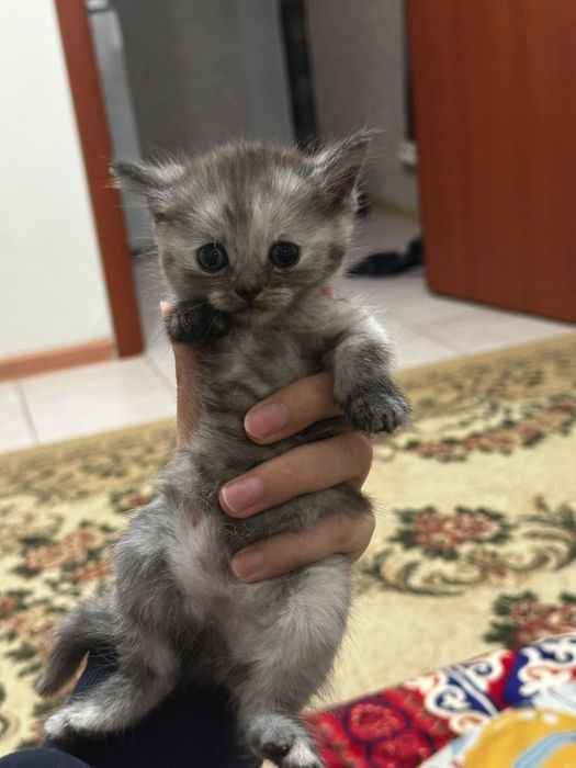 Отдам котят в добрые руки