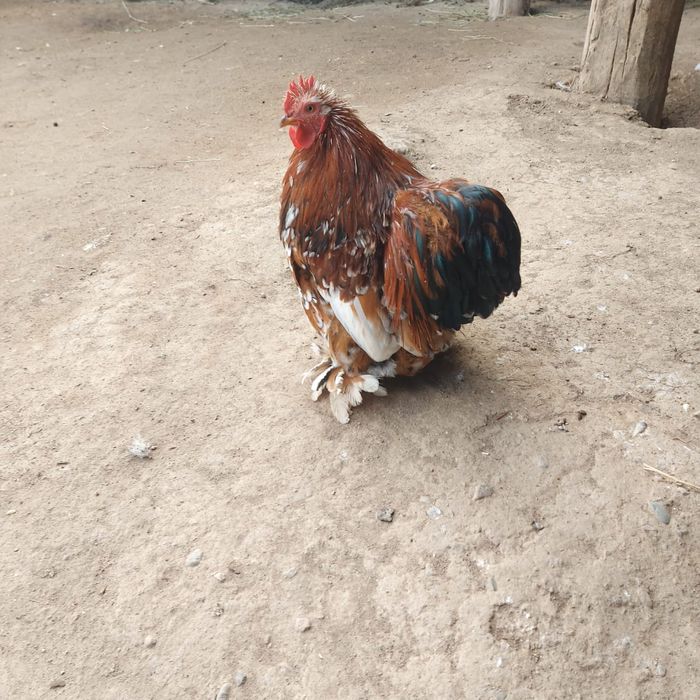 Карликовый петух продам