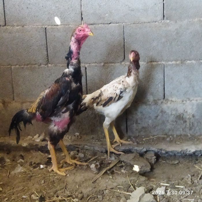 Петух и куры  продам
