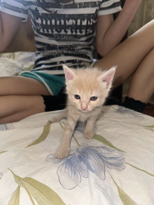 Отдаю котят в хорошие руки