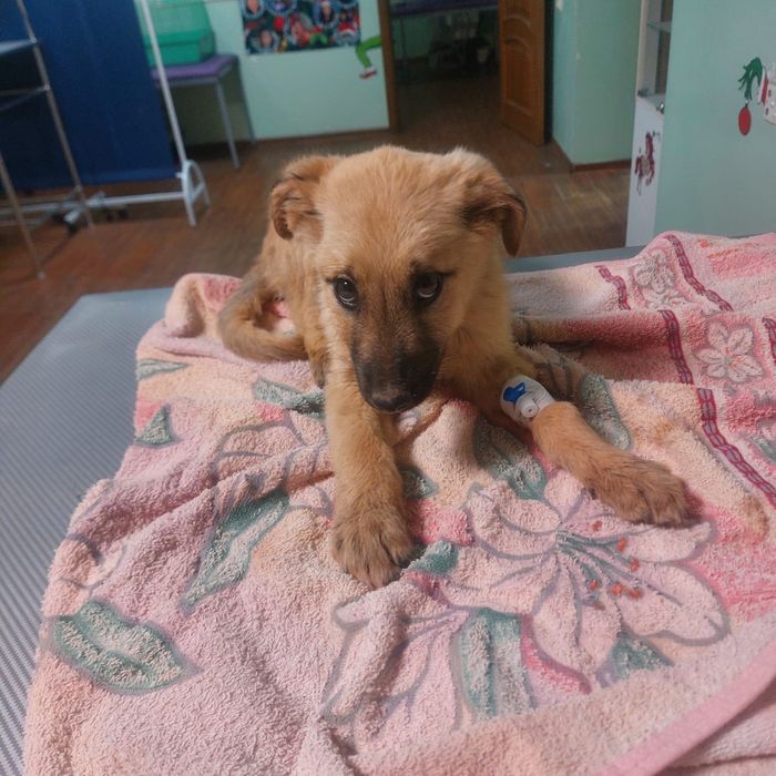 Щенок в добрые руки