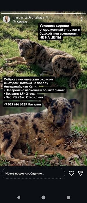 Пристраивается красивая собака