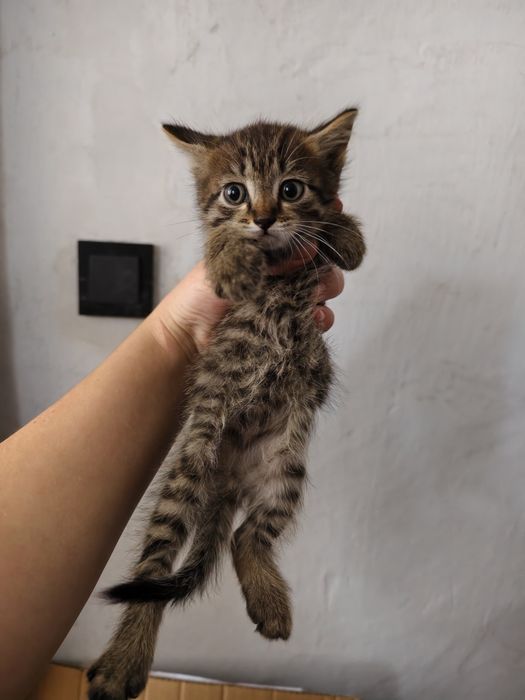 Отдам котят мальчики