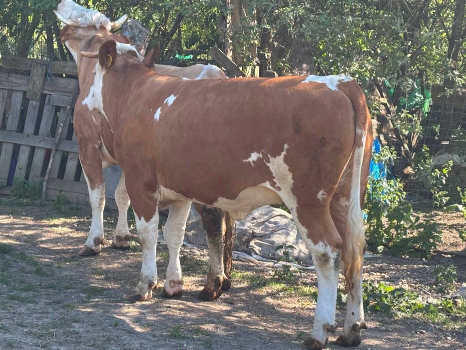 Juninca de vanzare