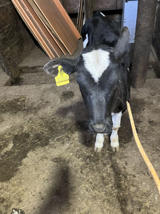 Бұзау сатамын ұрғашы  Продам теленка