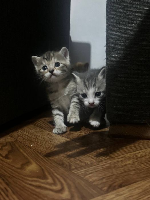 Продаются котята 1,5месяца