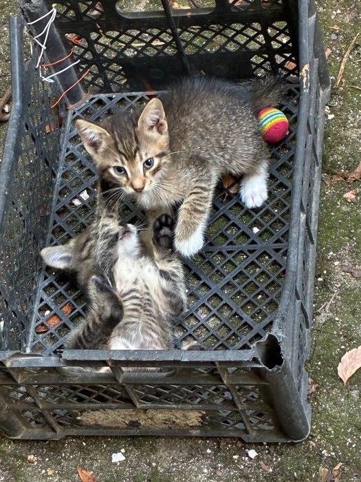 Pisoi pentru adopție Bucuresti