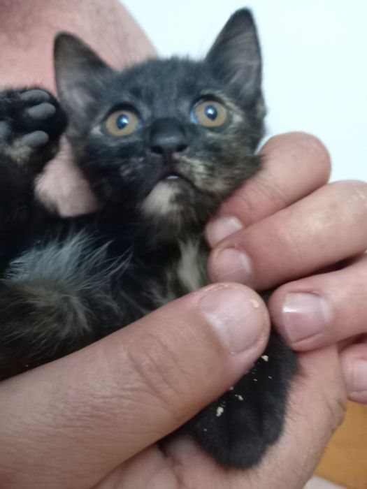 Отдам бесплатно в добрые руки
