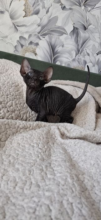 Канадский сфинкс котята