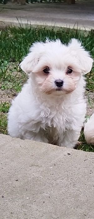 Disponibil Bichon maltez