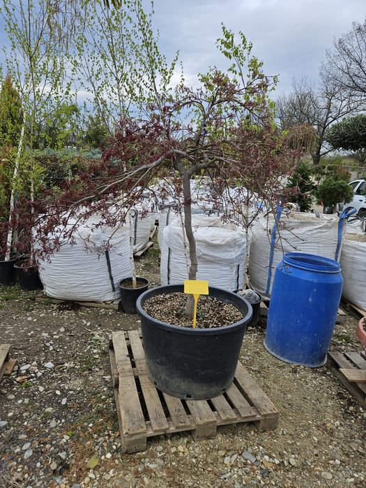 Salcie plangatoare salix