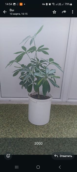 Комнатные растения