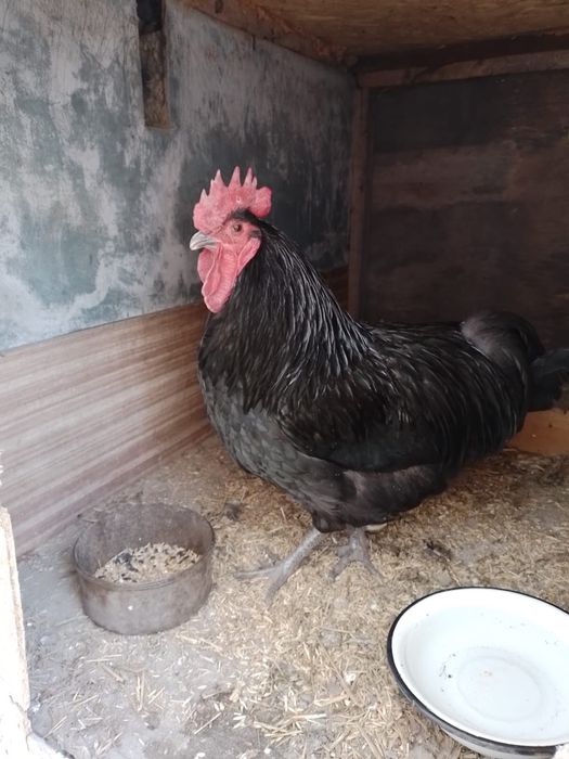 Продается Петух австралорб